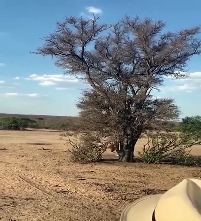 Lion vs Monkey