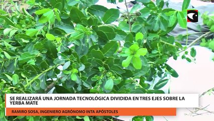 Se realizará una jornada tecnológica dividida en tres ejes sobre la yerba mate