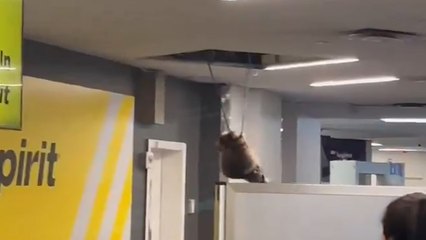 New York : un raton laveur sème la panique dans l'aéroport de LaGuardia