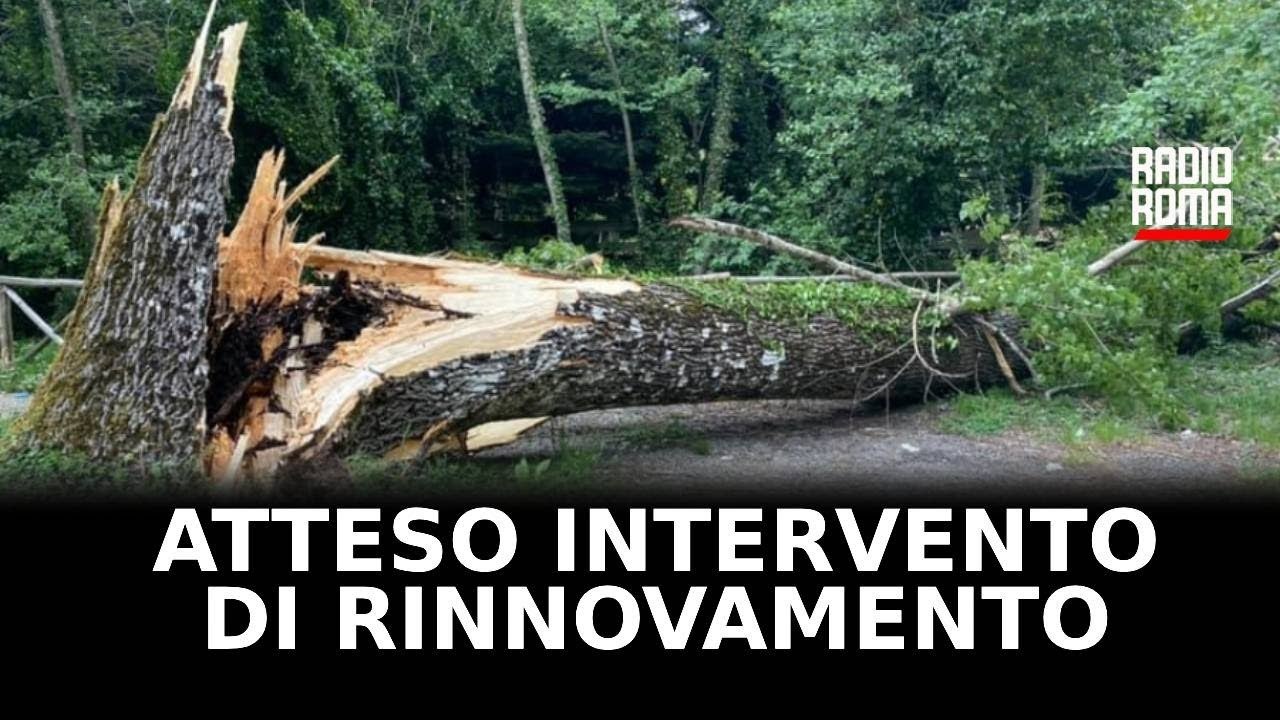 Eur, dopo l’albero caduto si attendono interventi di rinnovamento