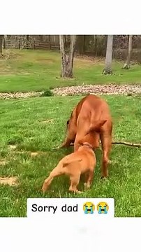 Funny animal videos 😹🤣 #funnyanimals #pet #cat #dog #cute #animals