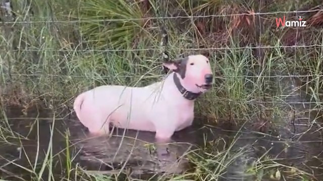 Video. «Nessuno lo voleva»: un uomo viene arrestato dopo aver abbandonato il suo cane nel peggiore dei modi