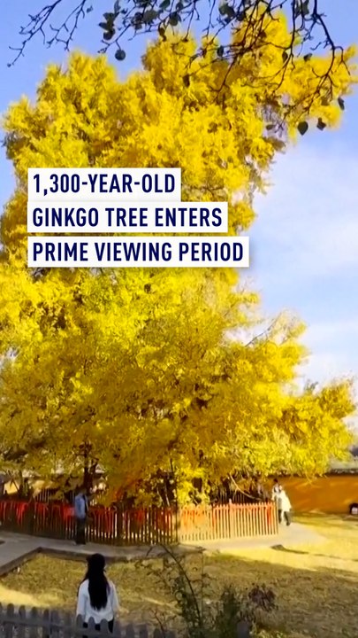 1300-year-old ginkgo tree enters prime viewing period