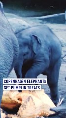 Copenhagen elephants get post-Halloween pumpkin treats