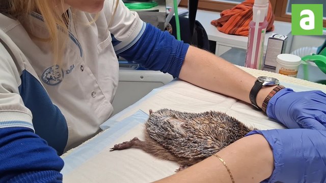 Pairi Daiza : le CREAVES du parc en mission sauvetage pour les hérissons menacés