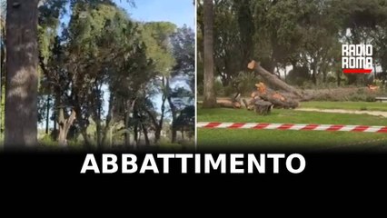 Villa Borghese e i 70 pini da abbattere