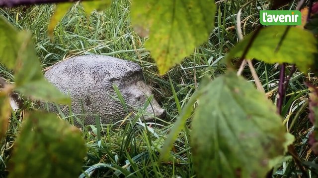 A la rencontre des animaux de nos forêts, entre sculptures et nature à Rulles
