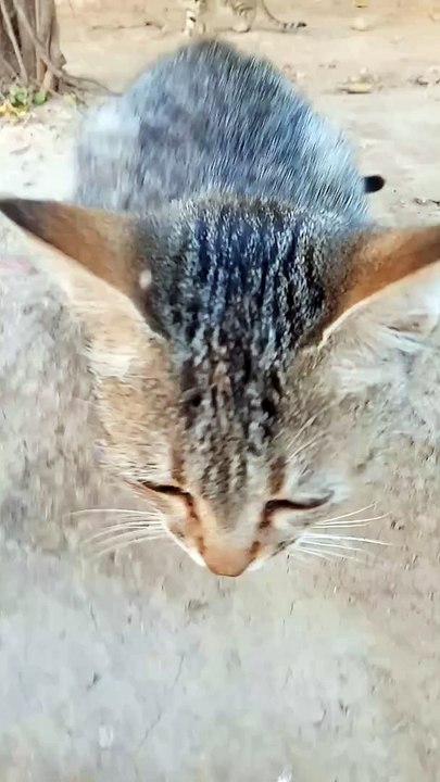 cute cat