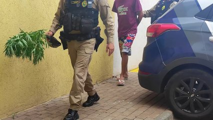 Já é Natal? PM apreende "Pinheirinho de Maconha" no Lago Azul