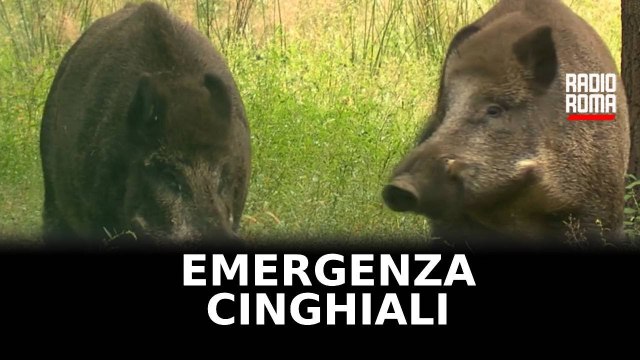 Coldiretti, nel Lazio 10 milioni di euro di danni per cinghiali
