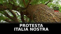 Tagliati alberi al Pincio, protesta Italia Nostra