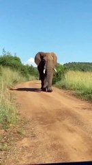 This Elephant looks so Happy