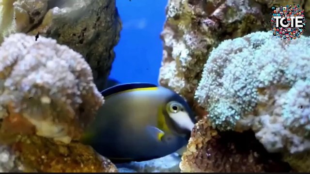 The Wonders of Whales: Giants of the Ocean and Their Fascinating Secrets