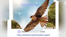 Top 10 Fastest Flying Birds - #FarmPally