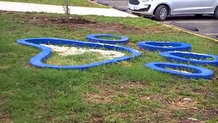 Tres cirugías diarias se realizan en el instituto de cuidado animal