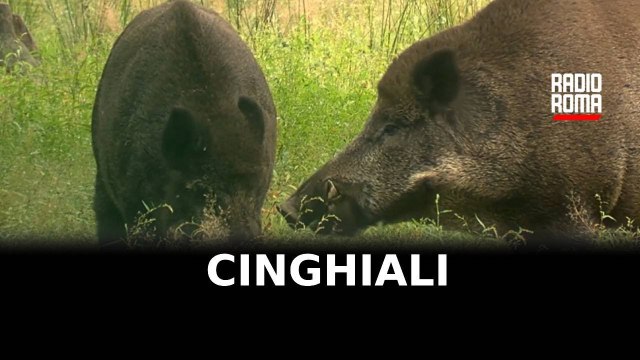Lazio autorizza agricoltori ad abbattere cinghiali