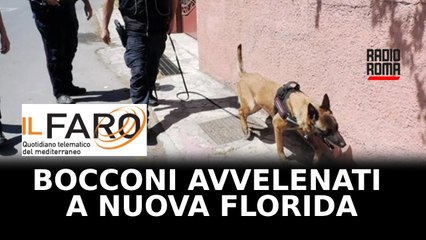 Bocconi avvelenati a Nuova Florida è caccia al killer dei cani