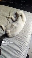 El gato pernanca es dormilon le gusta mucho estar acostado en la cama #shorts #animales #mascotas