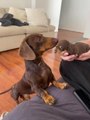 Dachshund Dog Dad Meets His Puppy