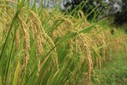 Sembradíos de arroz afectados por las lluvias en Chiriquí