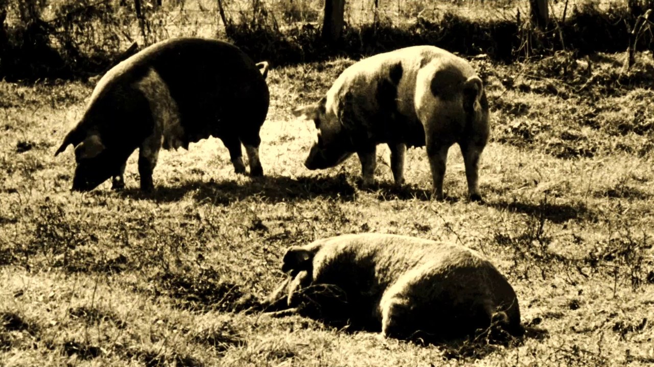 THEO HAKOLA - "La Peste Porcine"