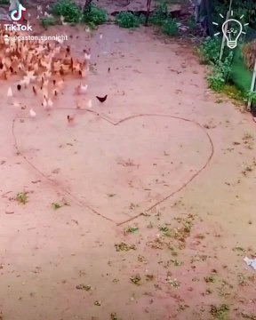 #heart #pets #feed #cute #chicken #hen #rooster #run #foodlover #farmlife #sn2sg #sunnightmusic #country #animal #sunnight #summerlibe #sunnightpop #pov #gains #romantica #funvibes #summer #farmer #eat #eating #beauty #tips #trick #runway #animallover #c
