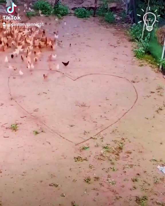 #heart #pets #feed #cute #chicken #hen #rooster #run #foodlover #farmlife #sn2sg #sunnightmusic #country #animal #sunnight #summerlibe #sunnightpop #pov #gains #romantica #funvibes #summer #farmer #eat #eating #beauty #tips #trick #runway #animallover  #c