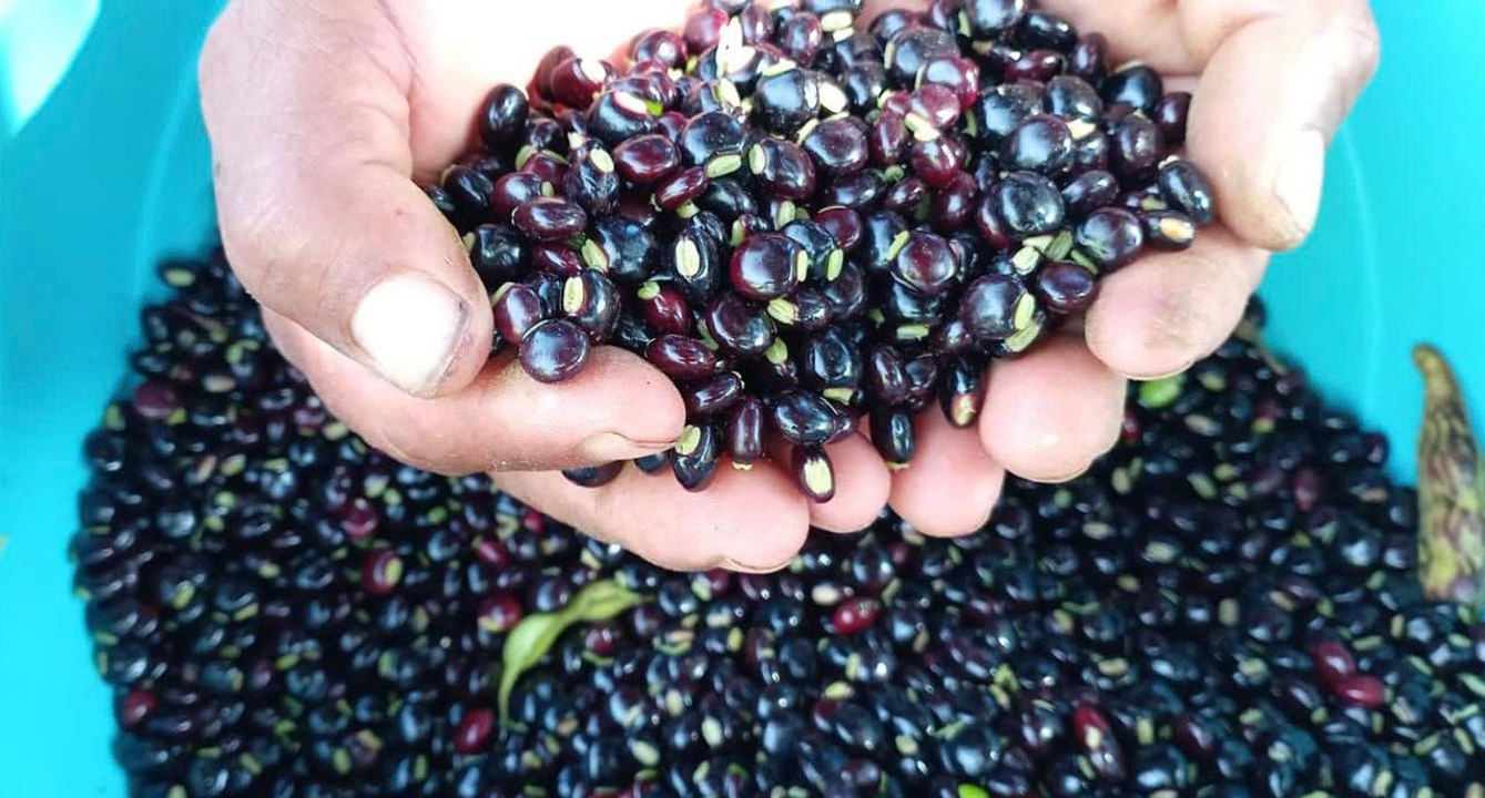 Guandú en temporada festiva: productores alertan sobre impacto de lluvias en la cosecha