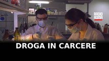 Droga in carcere nascosta nel formaggio