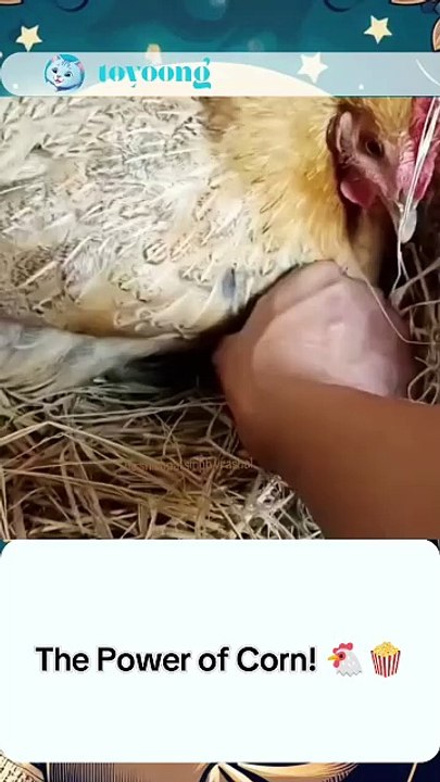 The Power of Corn! 🐔🍿  #animals  #viral #hen