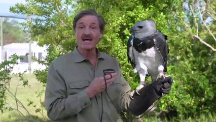 IR Interview: Dr. Rae Wynn-Grant & Peter Gros For "Mutual of Omaha's Wild Kingdom" [NBC-S2]  - Part II