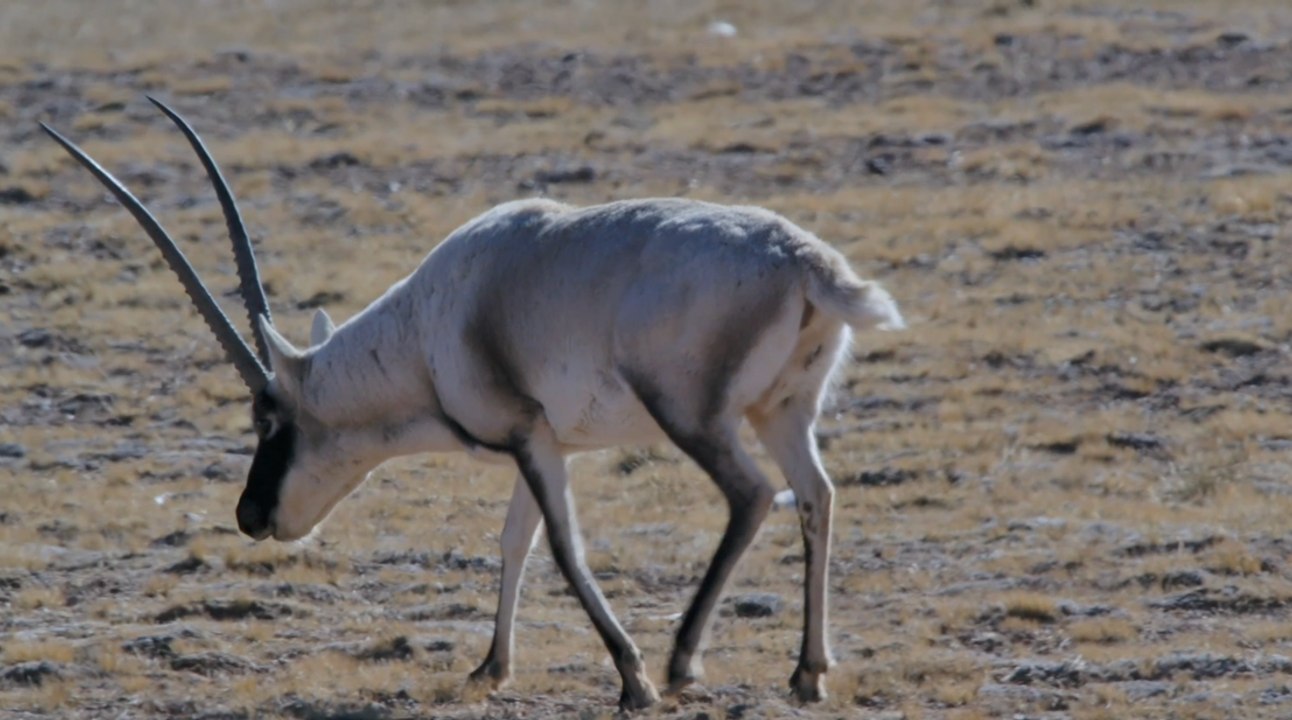 Pas de déchets par terre, pour un plateau Qinghai-Xizang plus beau