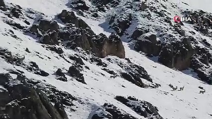 Yaban keçileri göç yolunda görüntülendi