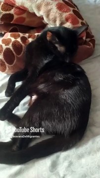 El gato pernanca la gata bombay lo los gatitos #shorts ya son muchos #animales #peludo #fauna #amor