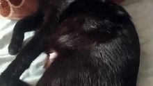 El gato pernanca la gata bombay lo los gatitos #shorts ya son muchos #animales #peludo #fauna #amor