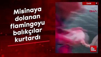 İzmir'de misinaya dolanan flamingoyu balıkçılar kurtardı