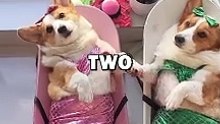 DOG BEST FRIENDS! #animalstories #pets #cuteanimals #funny #wholesome #dogs #animals