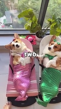 DOG BEST FRIENDS! #animalstories #pets #cuteanimals #funny #wholesome #dogs #animals