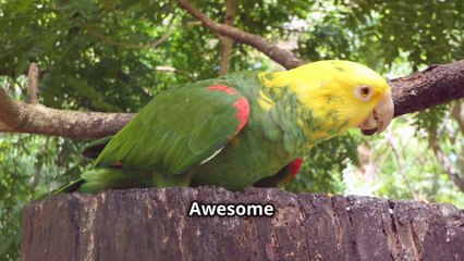 Totally Smart ! - Why Do Parrots Mimic Human Speech ?
