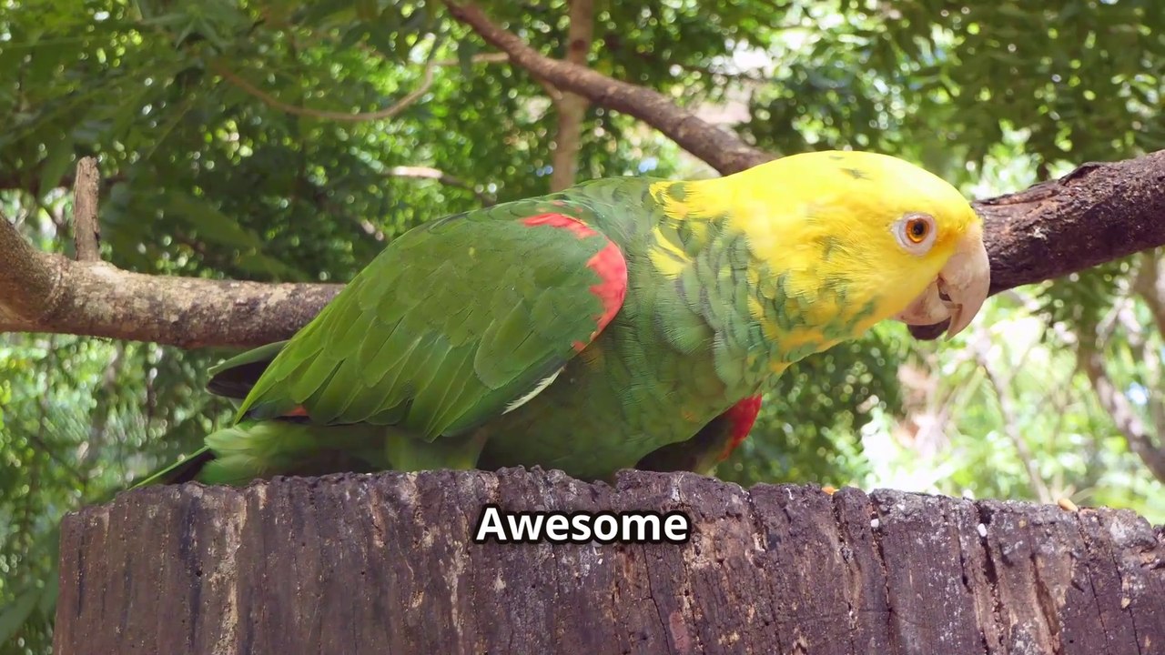 Totally Smart ! - Why Do Parrots Mimic Human Speech ?