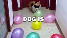 NINJA DOG! #animalstories #animals #cuteanimals #cute #funny #cutedogs #puppy #corgi