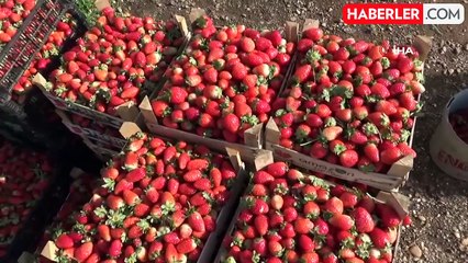 Batman'da Organik Çilek Hasadı Sonlandı