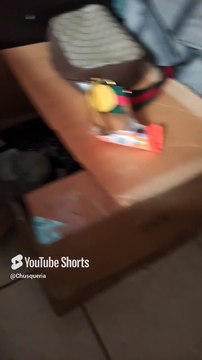 Ya estan creciendo los gatitos de la gata bombay y el gato pernanca se la pasa durmiendo #shorts