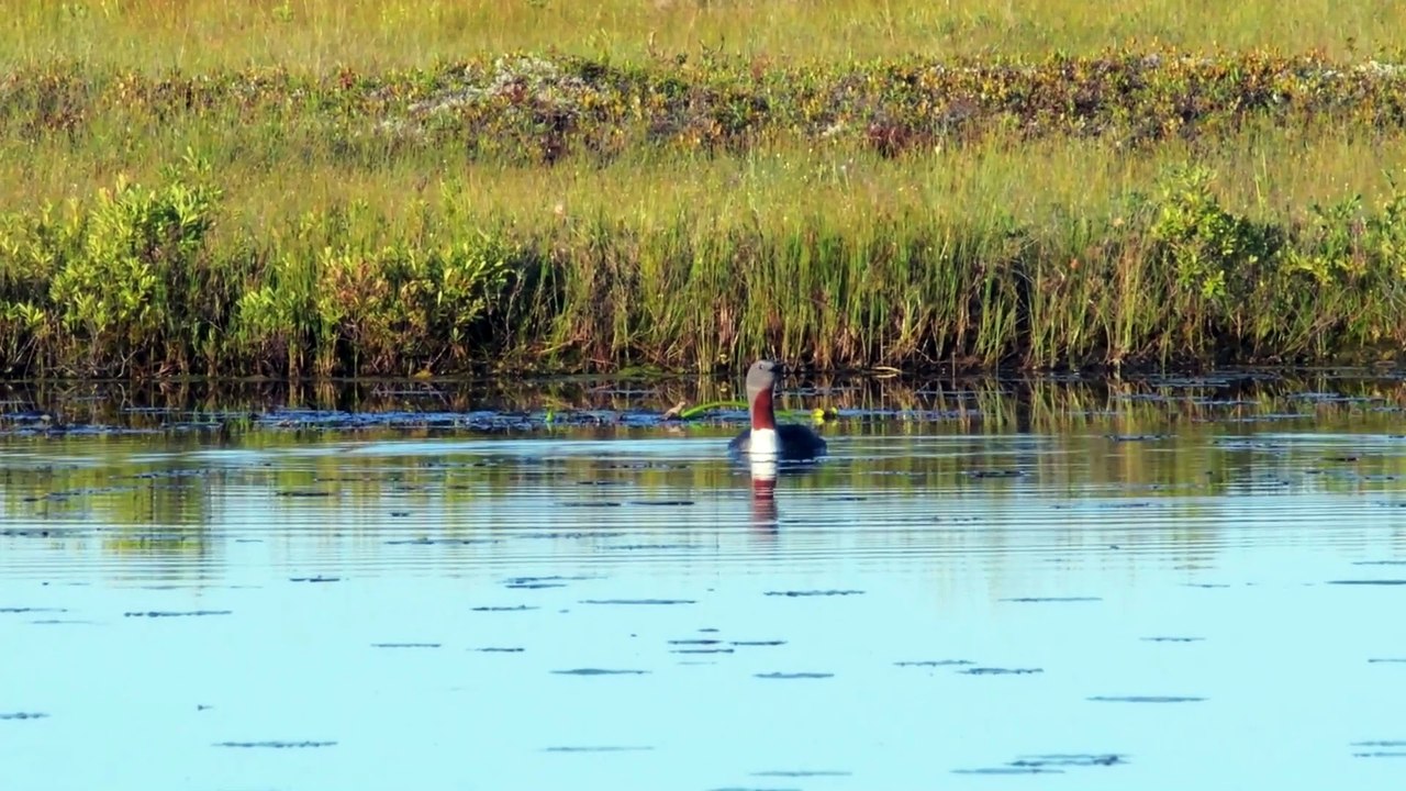 The Red Throated Diver: Close Up HD Footage (Gavia stellata)