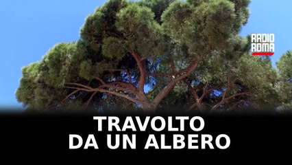 Due alberi cadono su ciclabile Roma