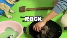 PUG ROCK PAPER SCISSORS! #animalstories #pets #pugs #animals #cuteanimals #funny
