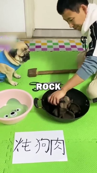 PUG ROCK PAPER SCISSORS! #animalstories #pets #pugs #animals #cuteanimals #funny