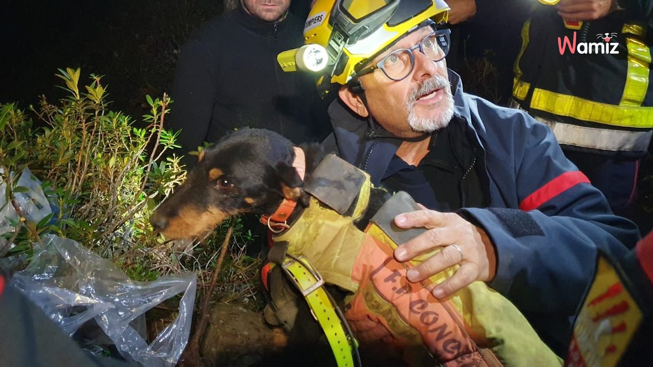 Pyrénées-Orientales : un chien coincé à 5 mètres de profondeur mobilise les sauveteurs pendant 72h