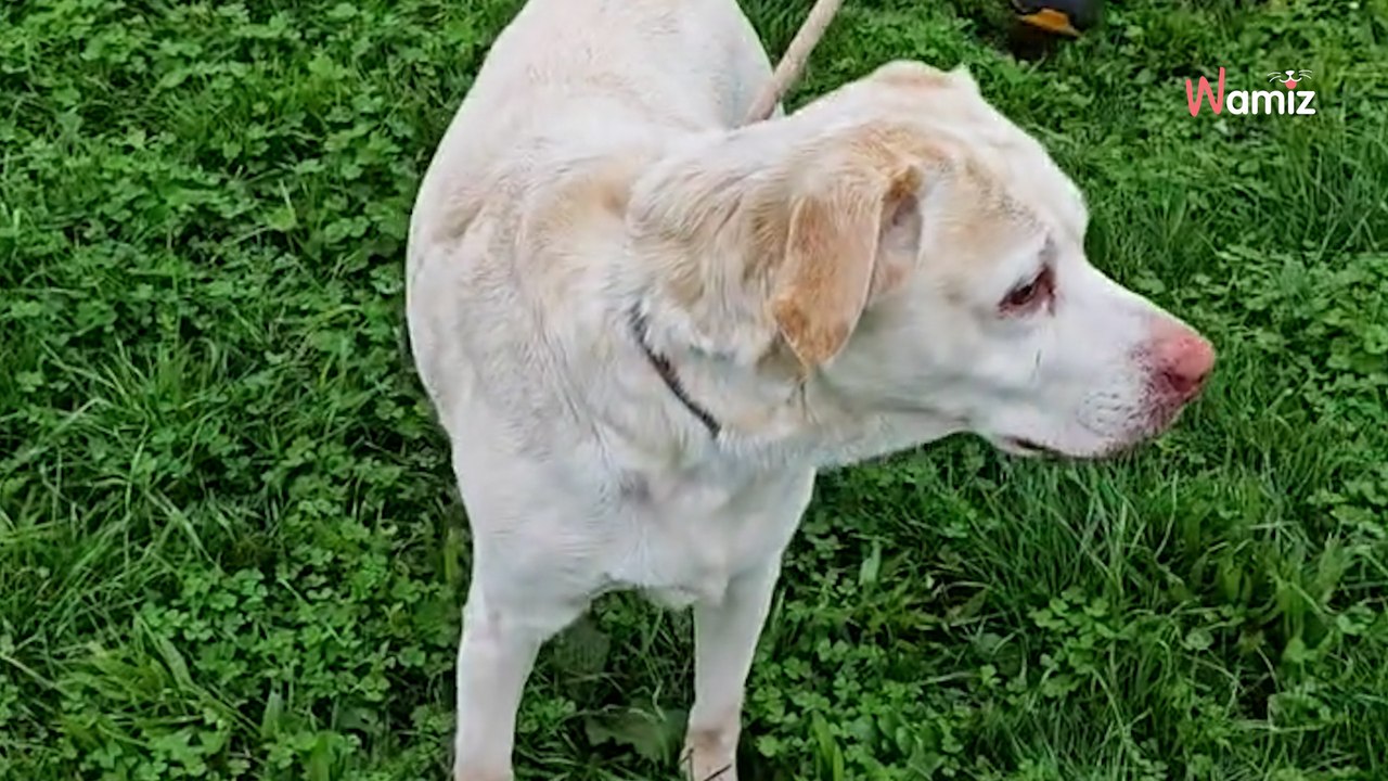 Abandonné en pleine nuit devant le refuge, ce chien senior ne doit pas passer l'hiver dans un box