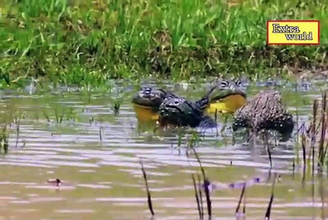 Wildlife animals fighting